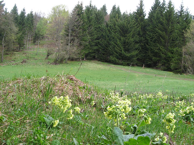 schlüsselblume